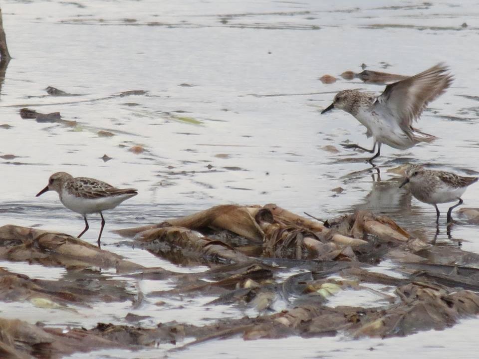 Semipalmated Sandpiper - ML49617561