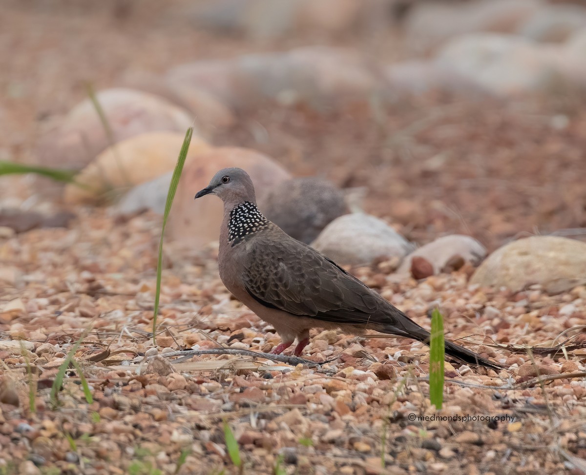 Spotted Dove - ML496176201