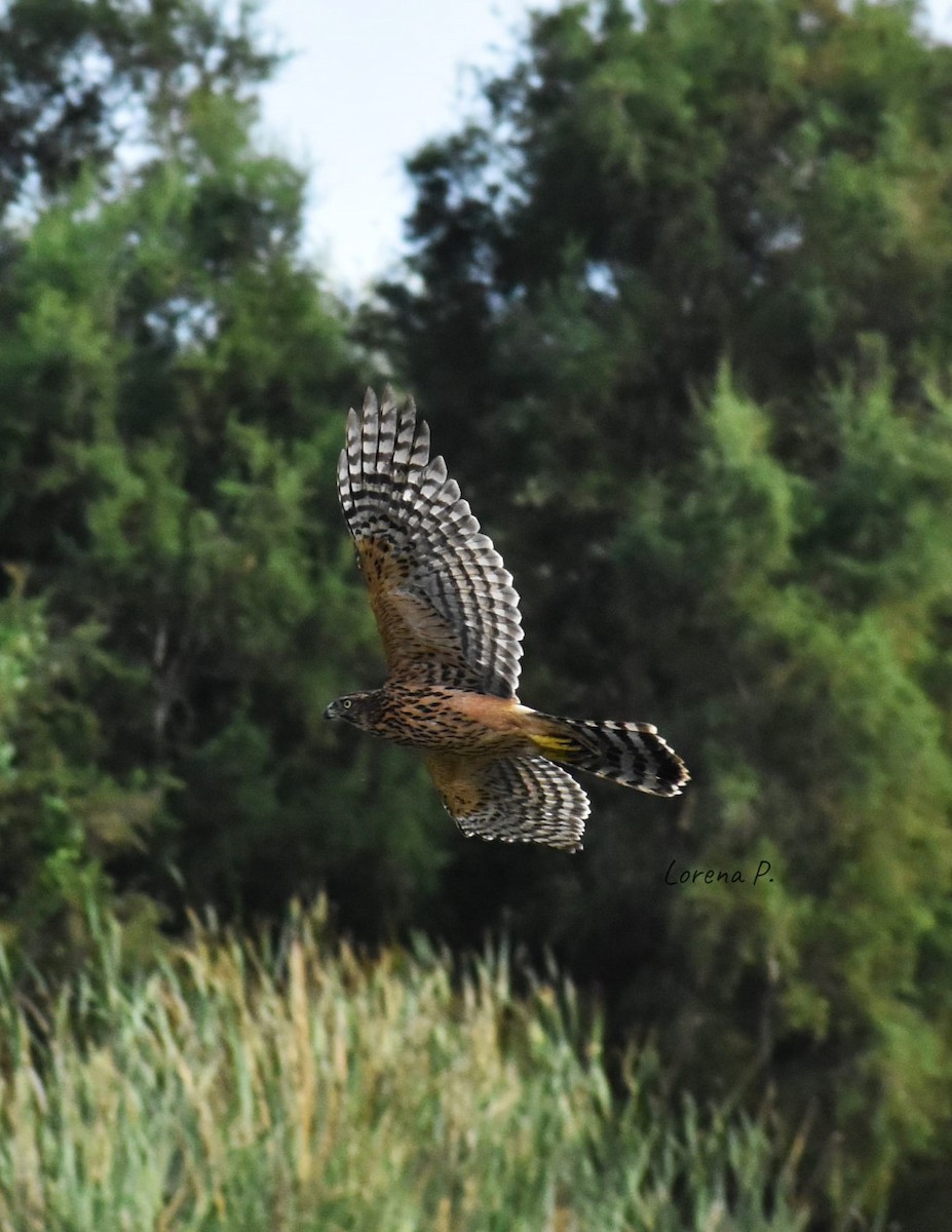 Eurasian Goshawk - ML496177111