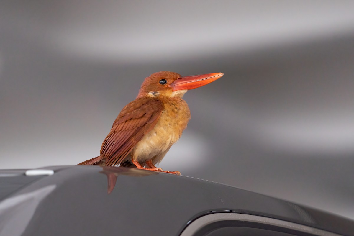 Ruddy Kingfisher - ML496177841