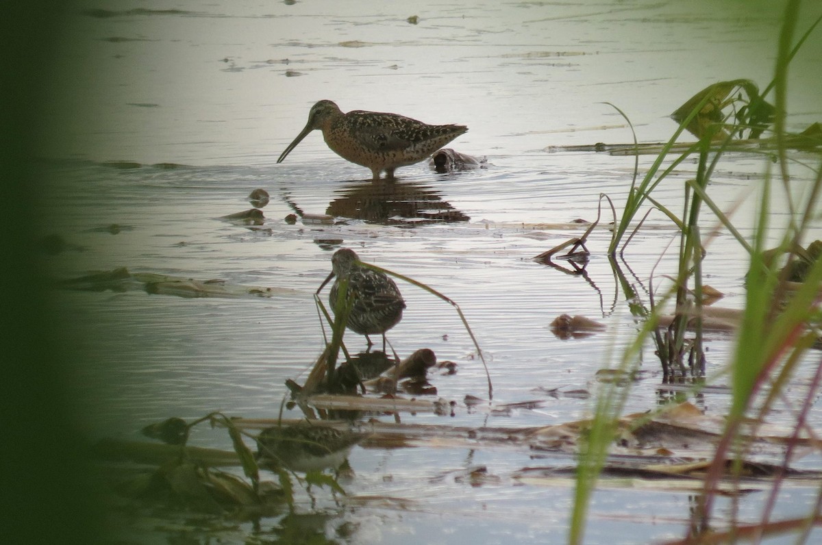 Short-billed Dowitcher - ML49617831