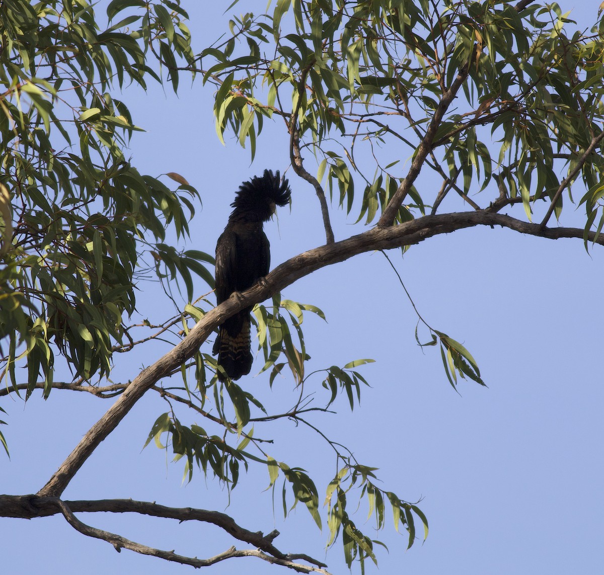 Red-tailed Black-Cockatoo - Andrew Barski