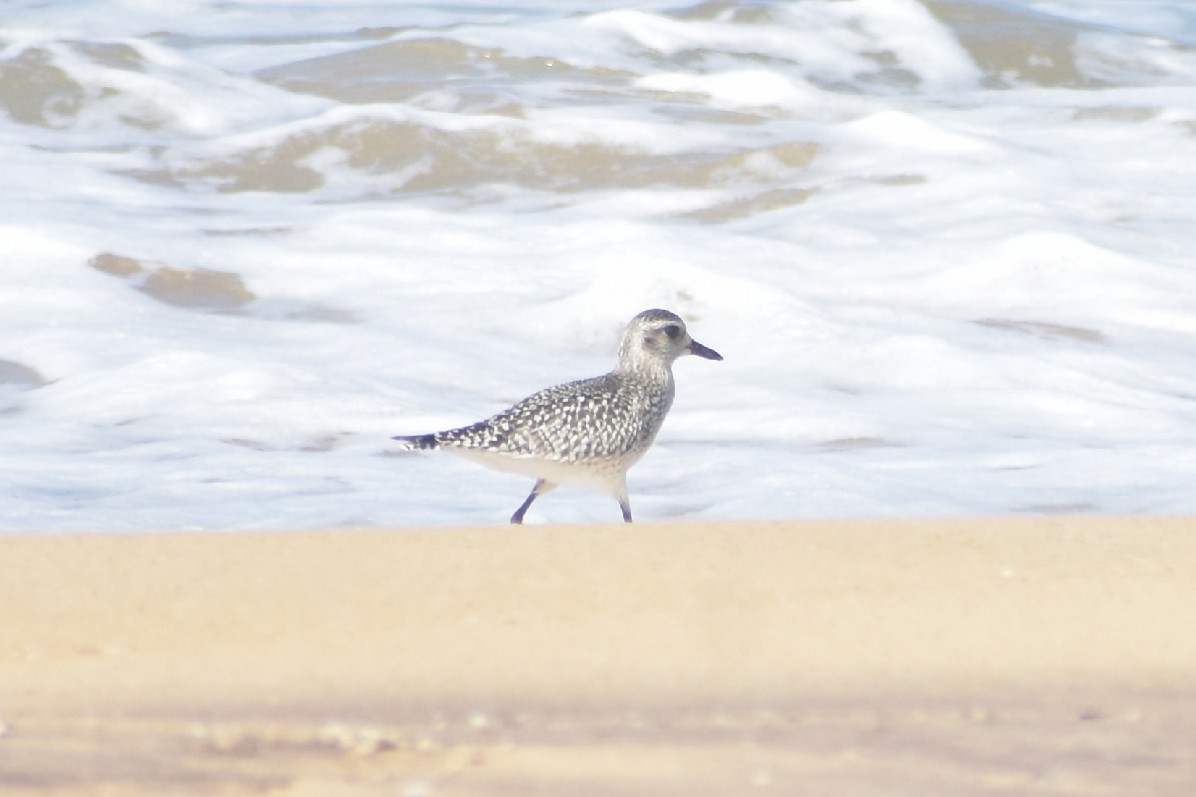 Black-bellied Plover - ML496182171