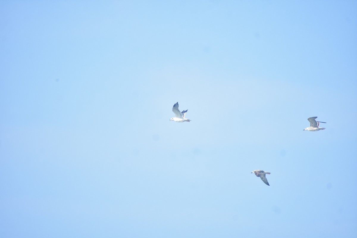 Lesser Black-backed Gull - ML496182301