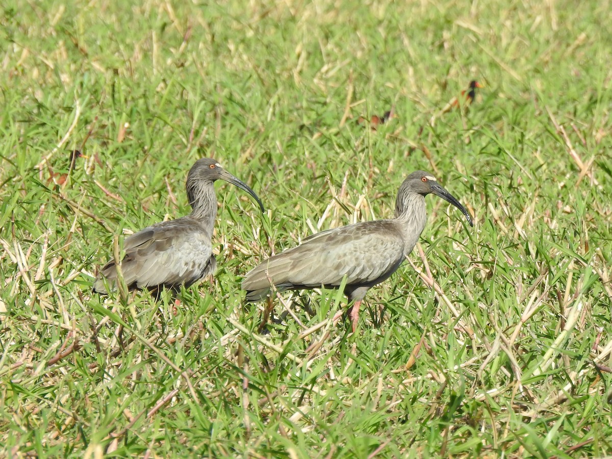 Plumbeous Ibis - Patricio Ramírez Llorens