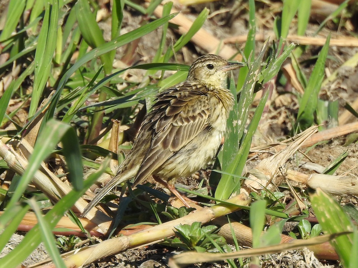 Yellowish Pipit - ML496182841