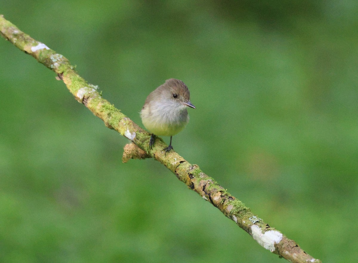 Galapagos Flycatcher - ML496183281