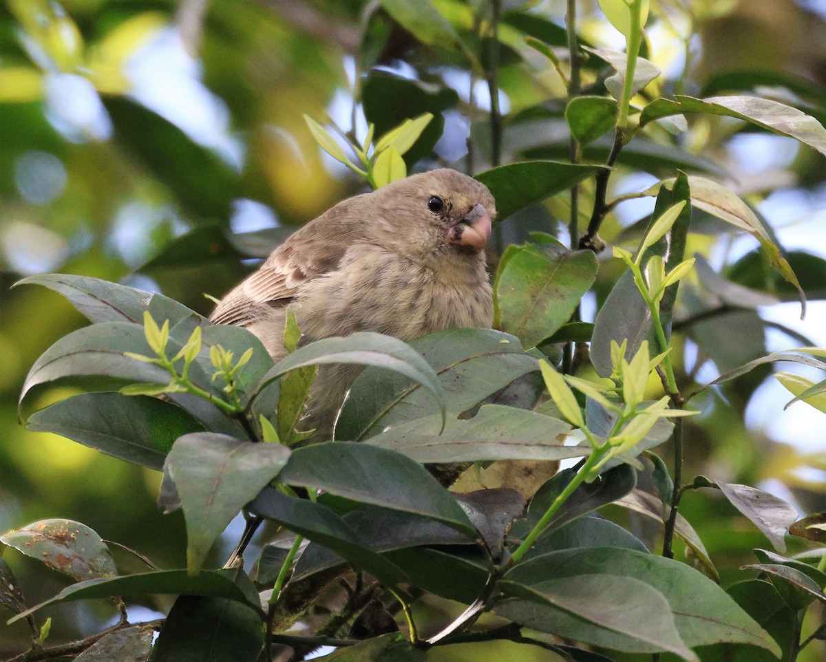 Vegetarian Finch - ML496183381