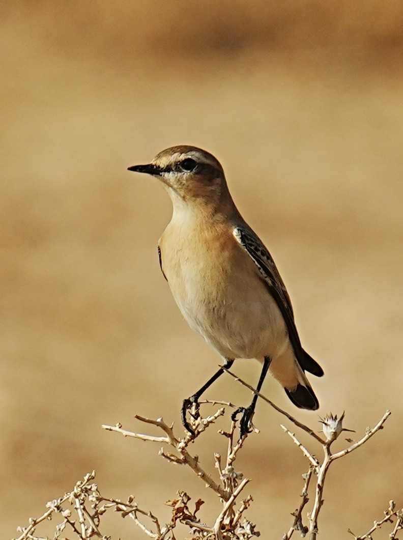 Northern Wheatear - ML496183391