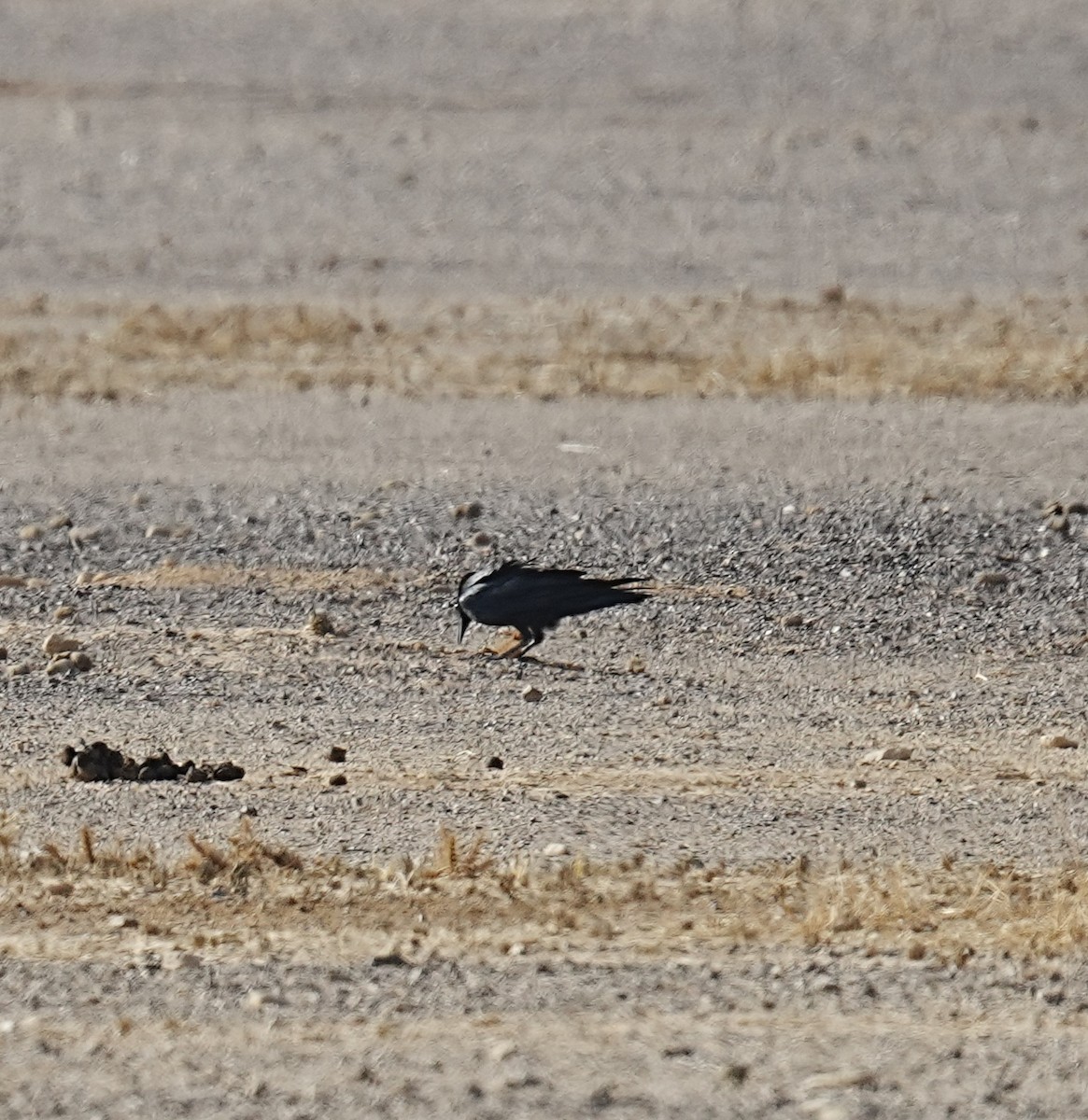 Brown-necked Raven - ML496183421