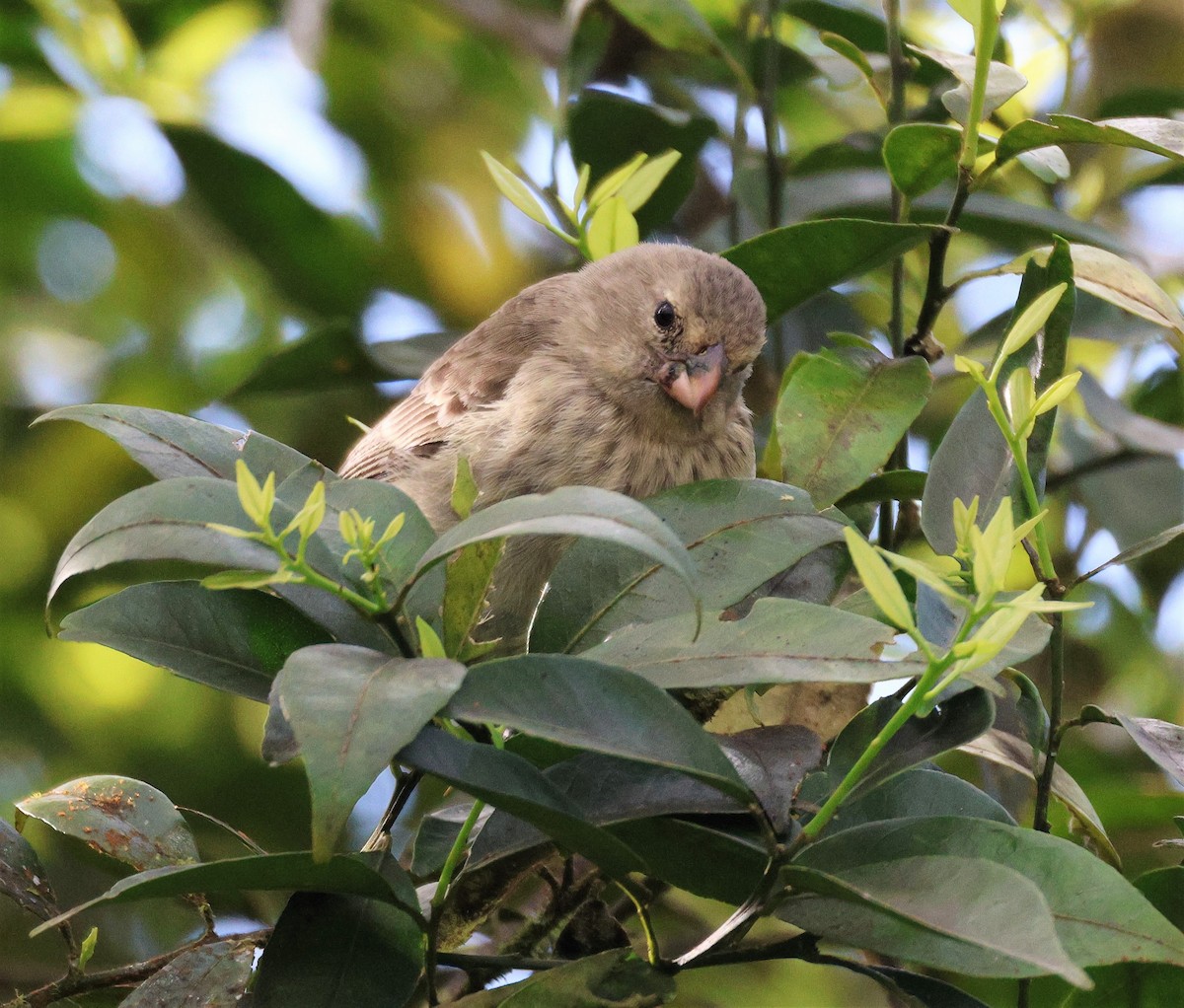 Vegetarian Finch - ML496183431