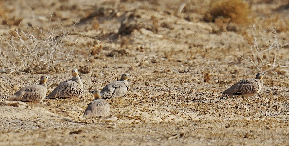 Crowned Sandgrouse - ML496183461