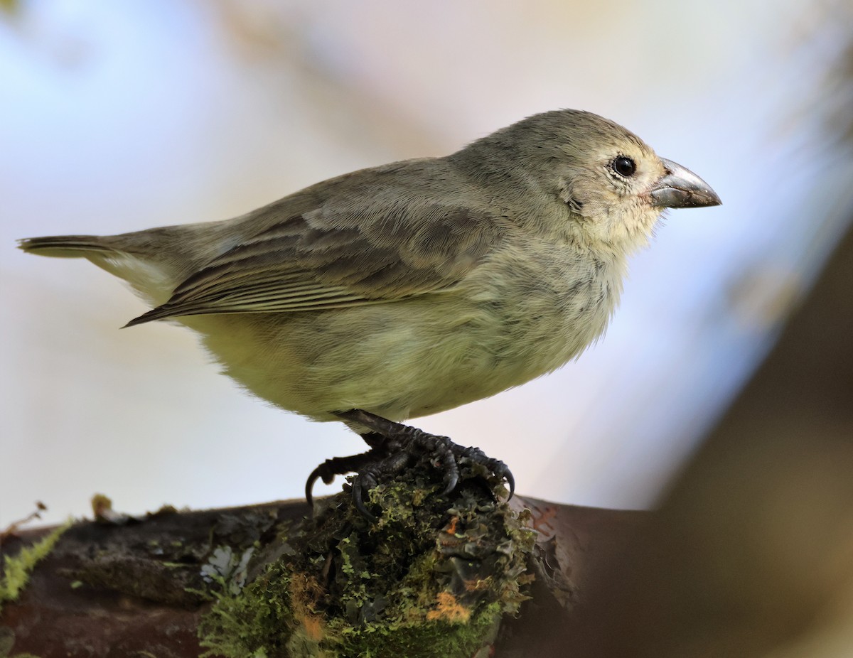 Woodpecker Finch - ML496183471