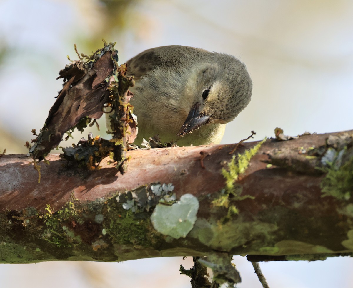 Woodpecker Finch - ML496183501