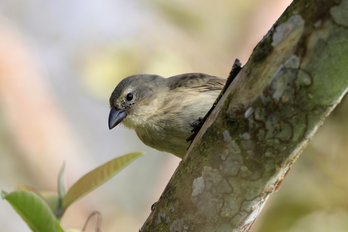 Woodpecker Finch - ML496183531