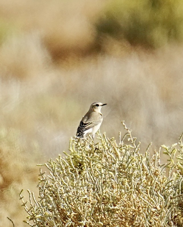 Northern Wheatear - ML496183551