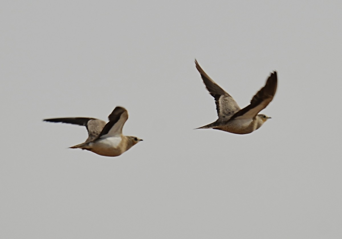 Crowned Sandgrouse - ML496183571