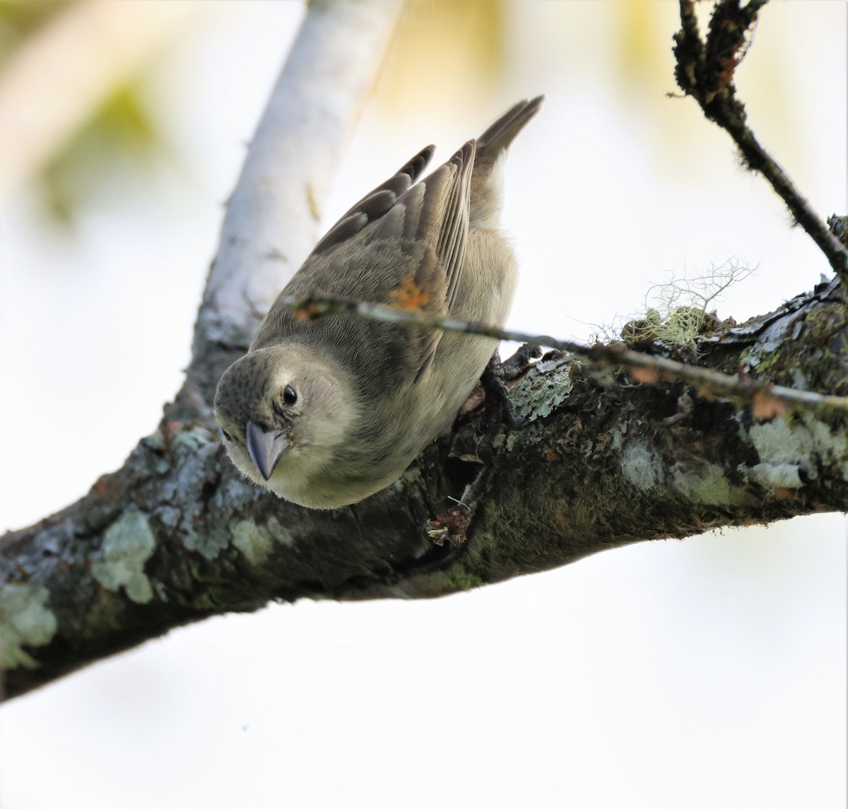 Woodpecker Finch - ML496183581