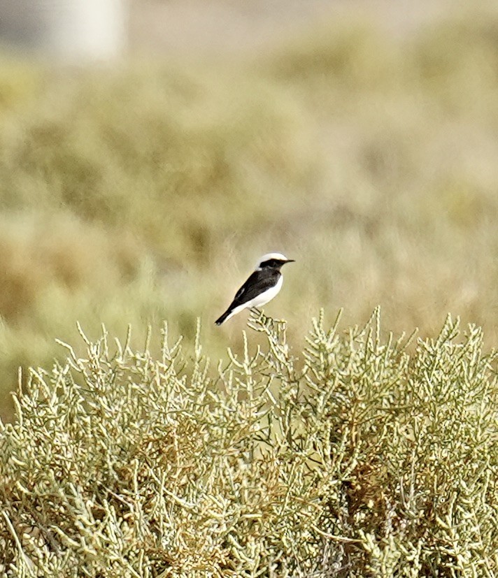 Mourning Wheatear - ML496183611