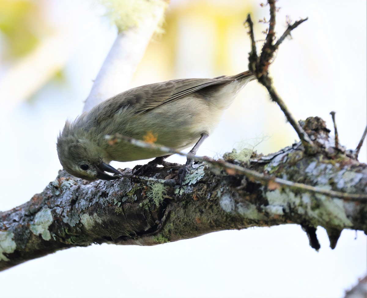 Woodpecker Finch - ML496183651