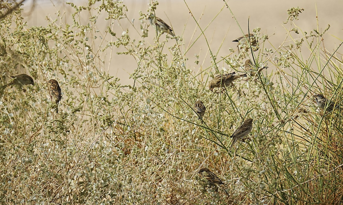 דרור ספרדי - ML496183661