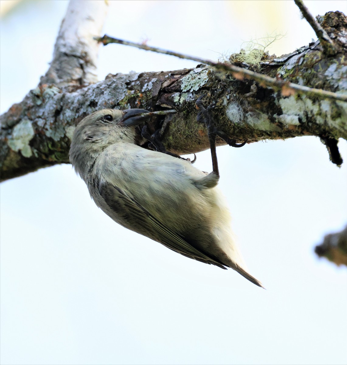 Woodpecker Finch - ML496183701