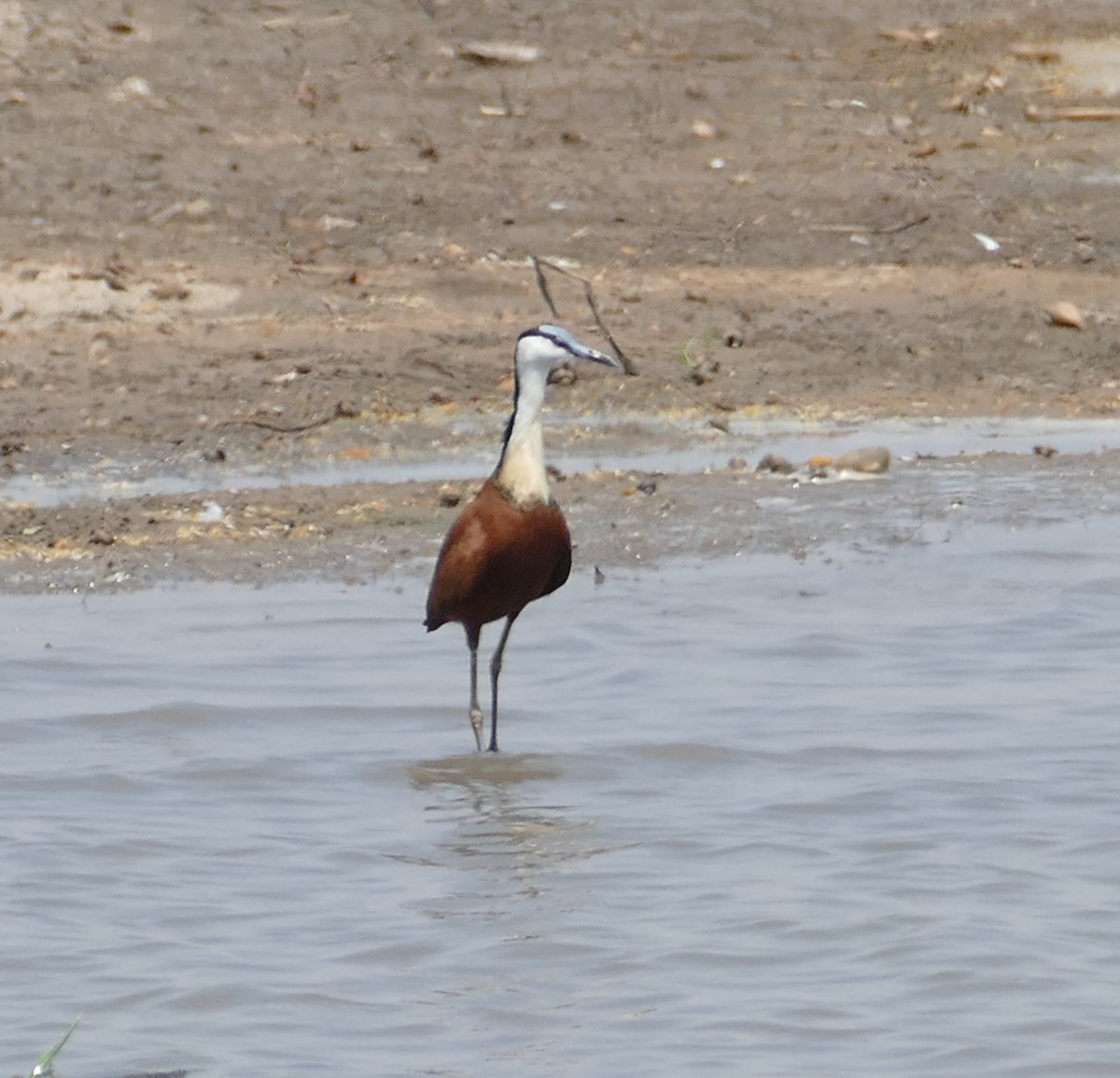 African Jacana - ML496185181