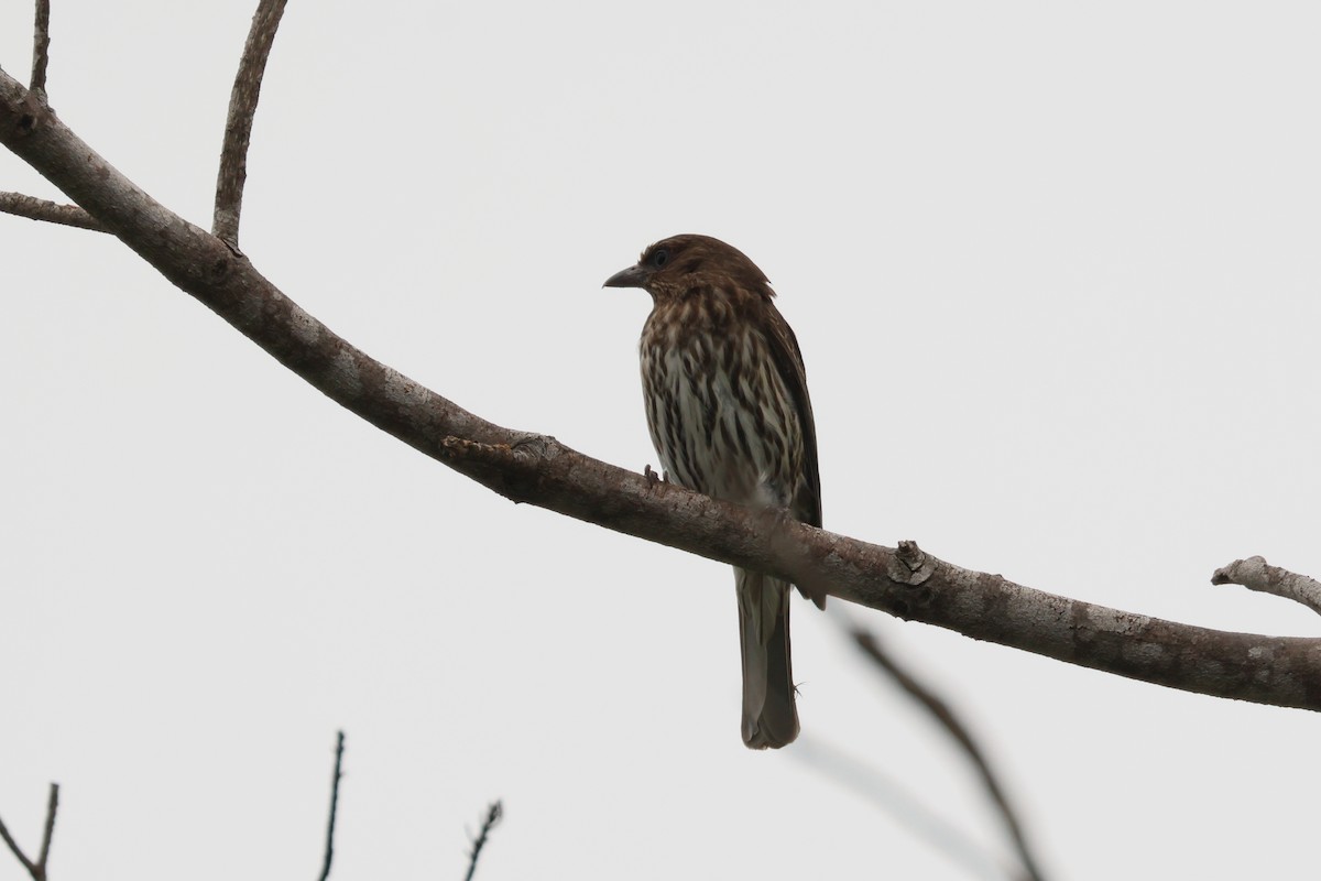 Australasian Figbird - ML496185261