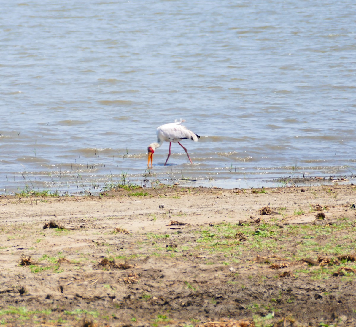 Yellow-billed Stork - ML496185461