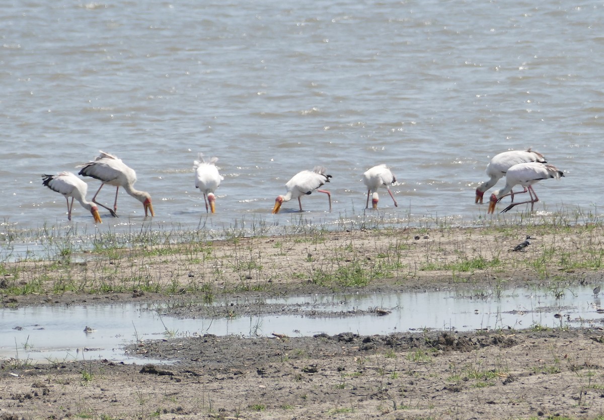 Yellow-billed Stork - ML496185471