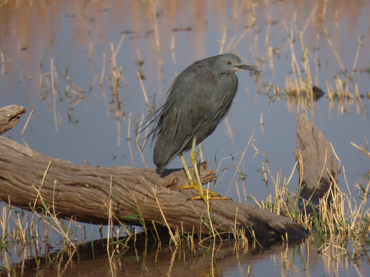 Slaty Egret - ML496185611