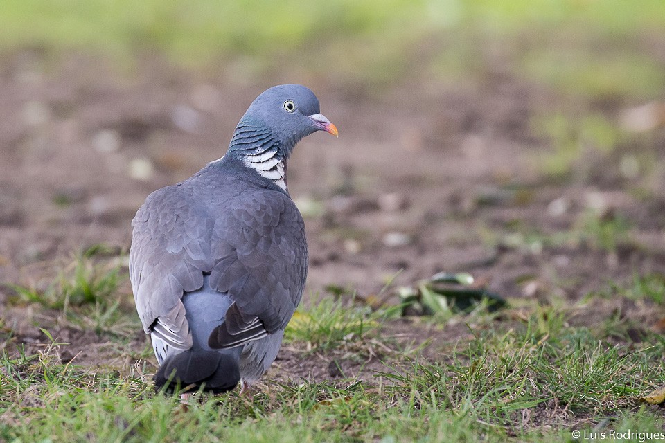 Common Wood-Pigeon - Luis Rodrigues