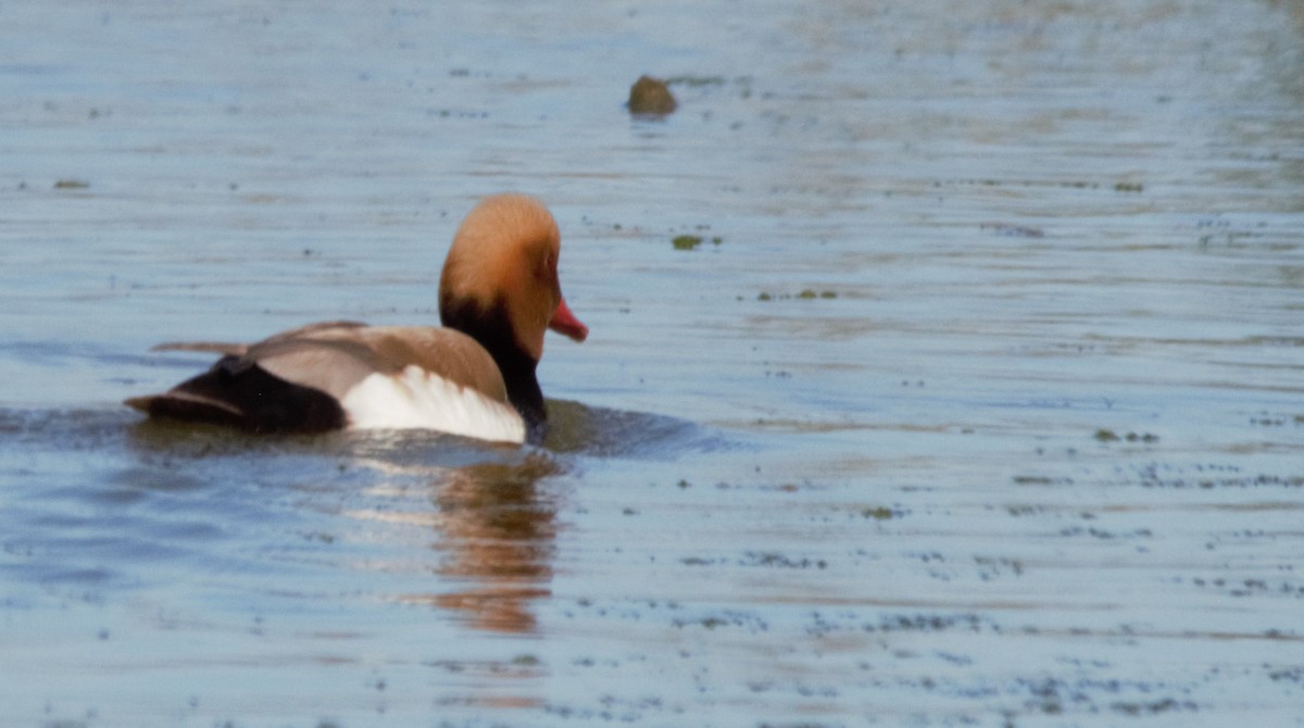 Red-crested Pochard - ML496186061