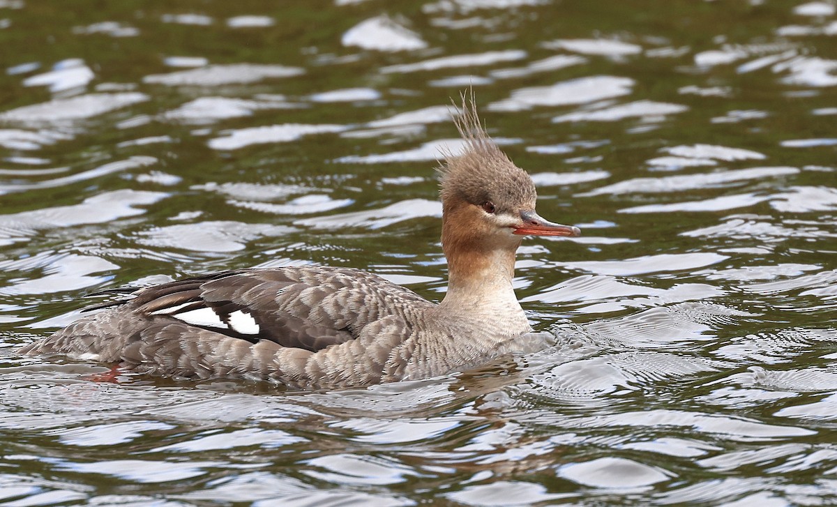 Red-breasted Merganser - ML496186731