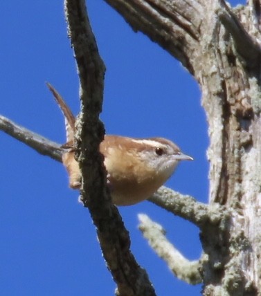 Carolina Wren - ML496188491