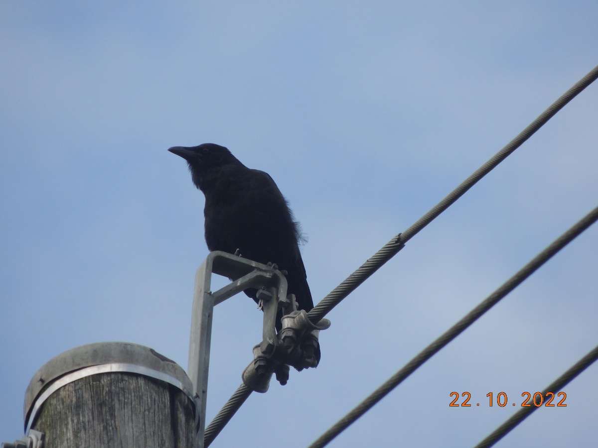 Australian Raven - ML496188741