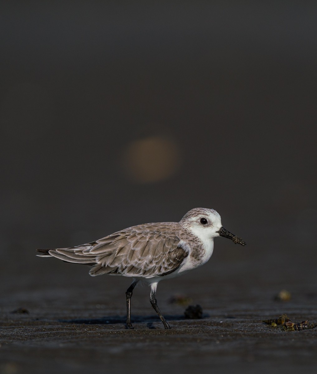 Sanderling - Myron Ray Sy Evasco