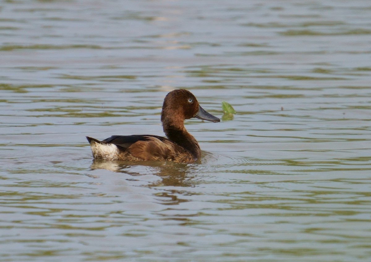 Ferruginous Duck - ML496189131