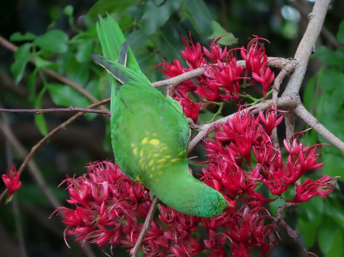 Scaly-breasted Lorikeet - ML496189761