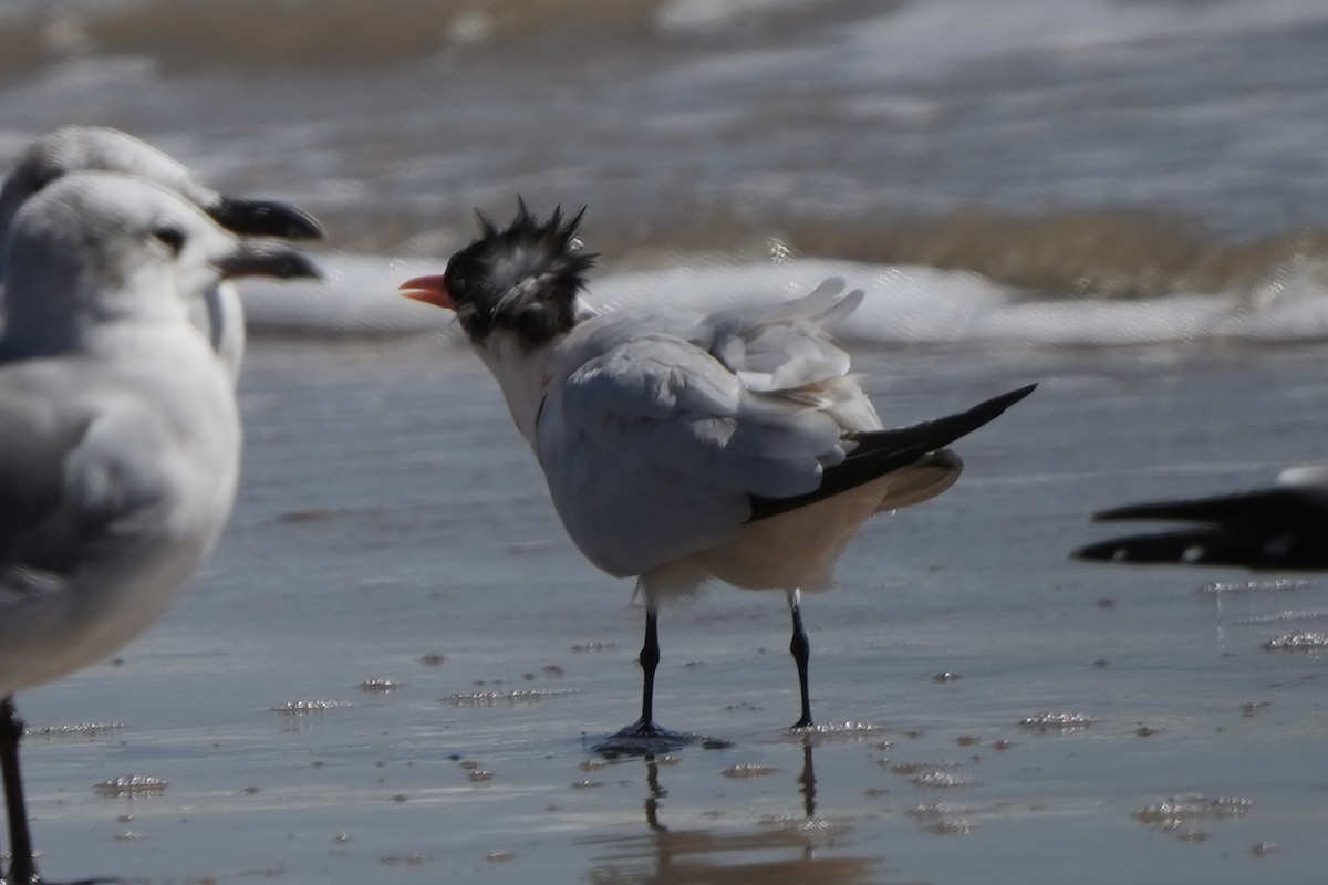 Elegant Tern - ML496189911