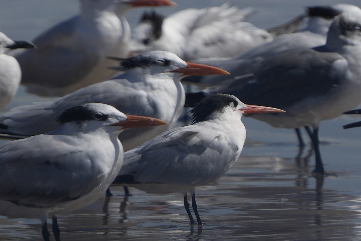 Elegant Tern - ML496189921