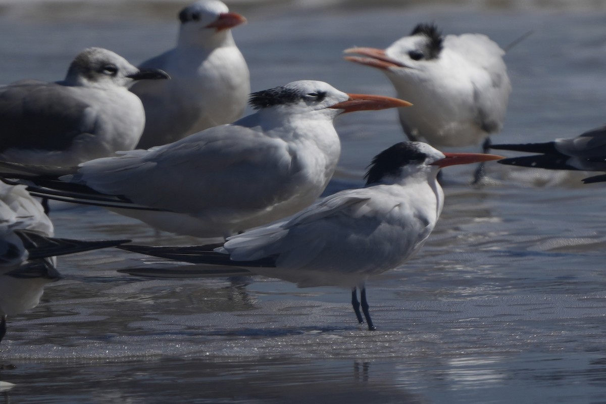 Elegant Tern - Richard H