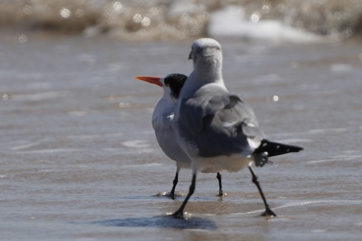 Elegant Tern - ML496189951