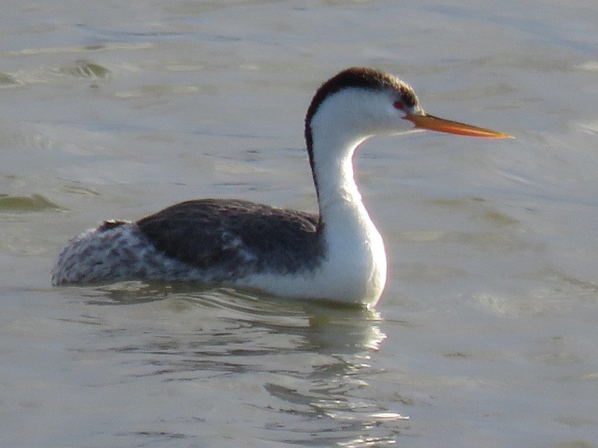 Clark's Grebe - Michael DeWispelaere