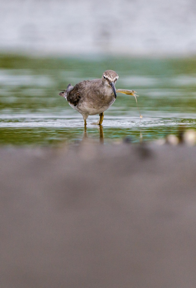 Gray-tailed Tattler - Myron Ray Sy Evasco