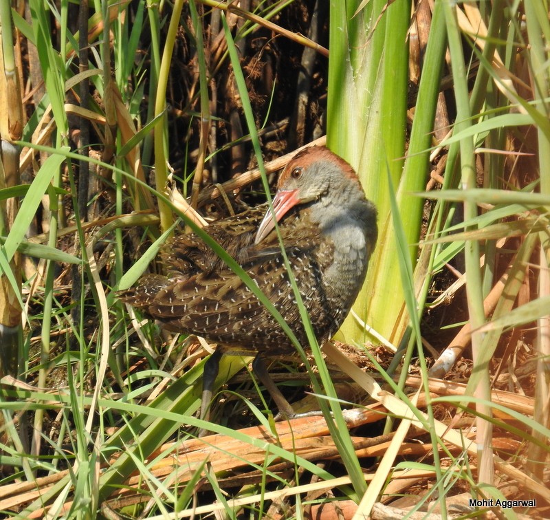 Slaty-breasted Rail - Mohit Aggarwal