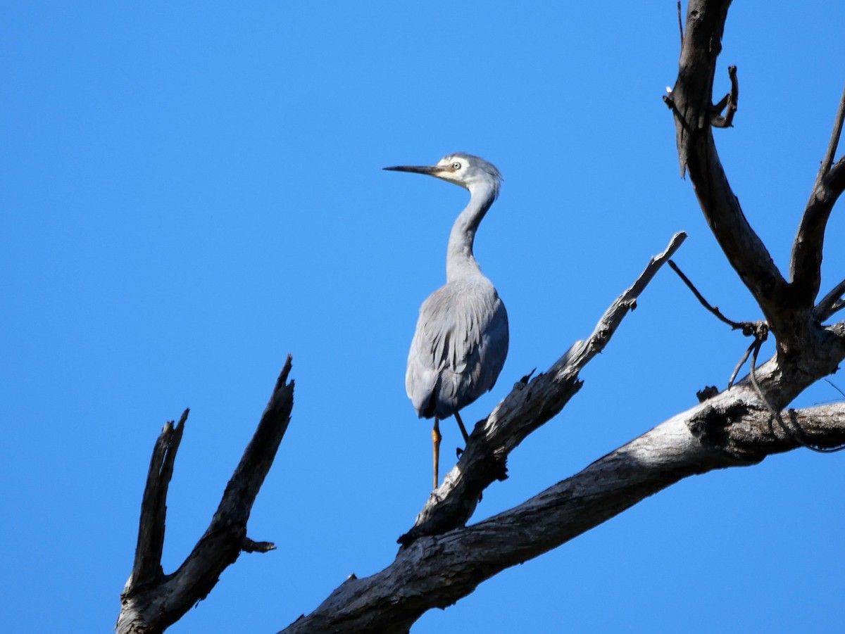 White-faced Heron - ML496195281