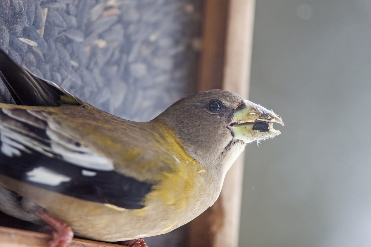 Evening Grosbeak - ML49619571