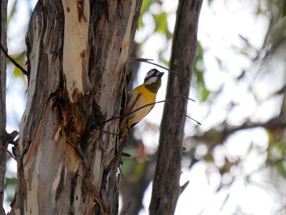 Western Shrike-tit - ML496195791