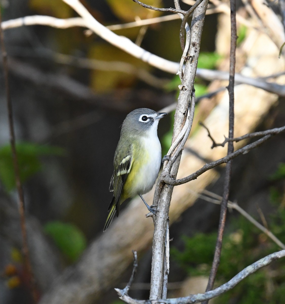 Blue-headed Vireo - ML496196261